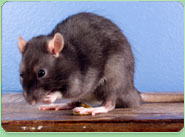 rat control Huddersfield