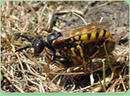 wasp control Huddersfield